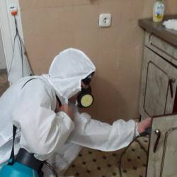 Дезинфекция от муравьев в квартире в Гаджиево
